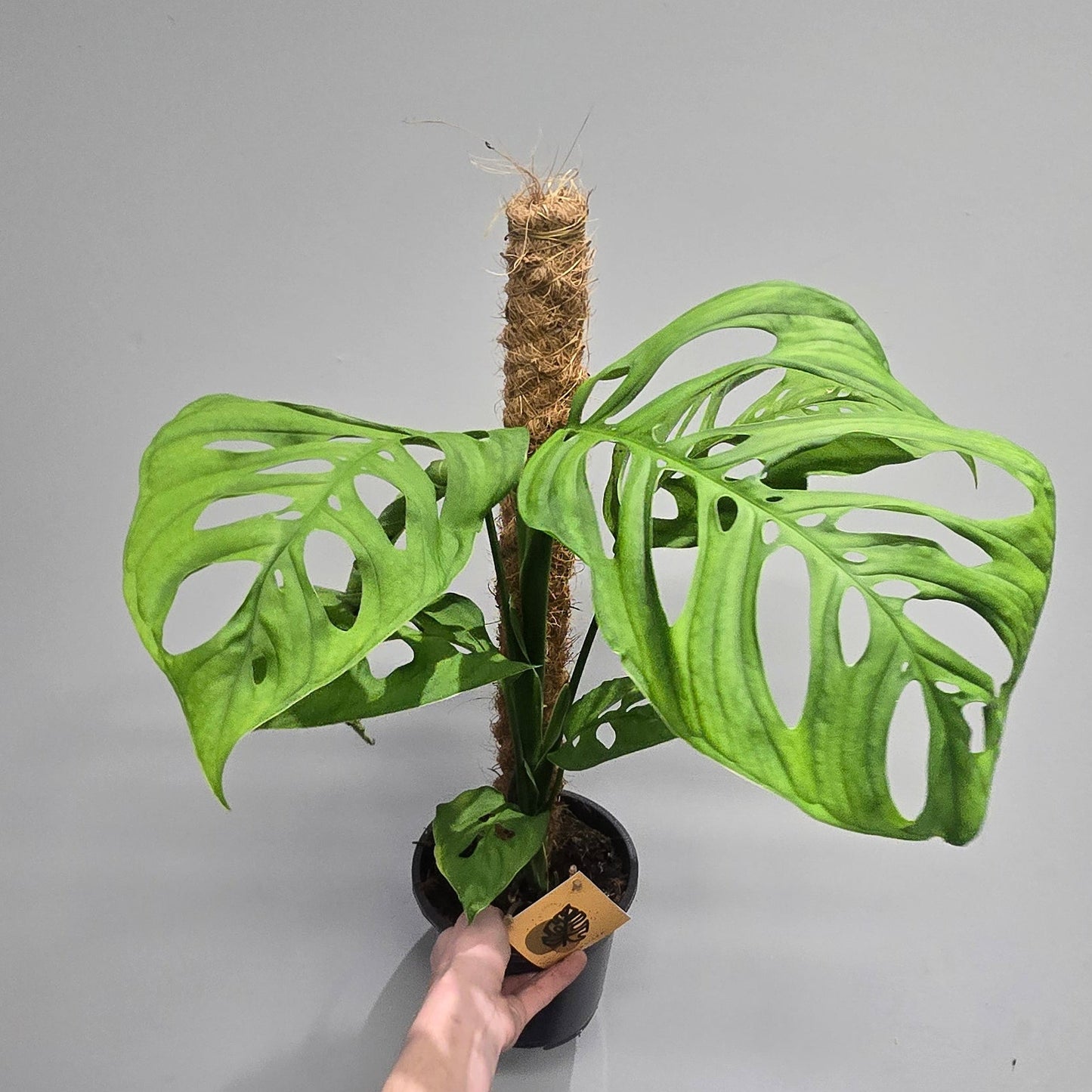Monstera Esqueletto