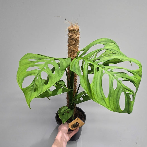 Monstera Esqueletto