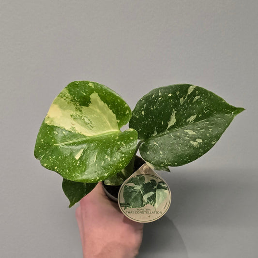 Mini Monstera Thai Constellation