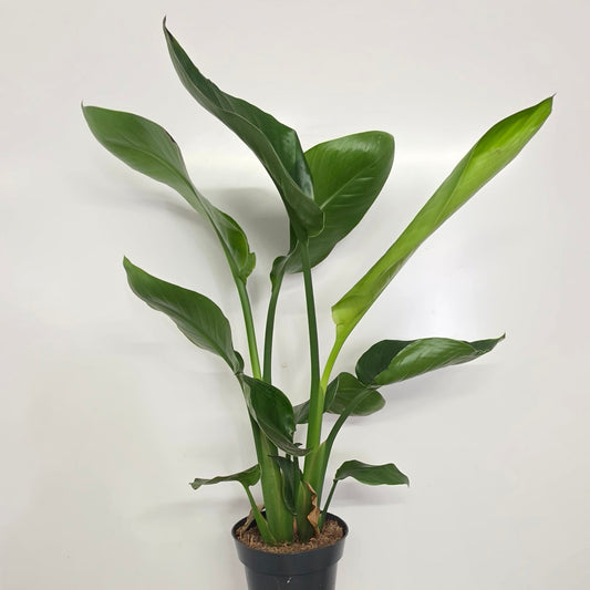 Strelitzia Nicolai "BOP"