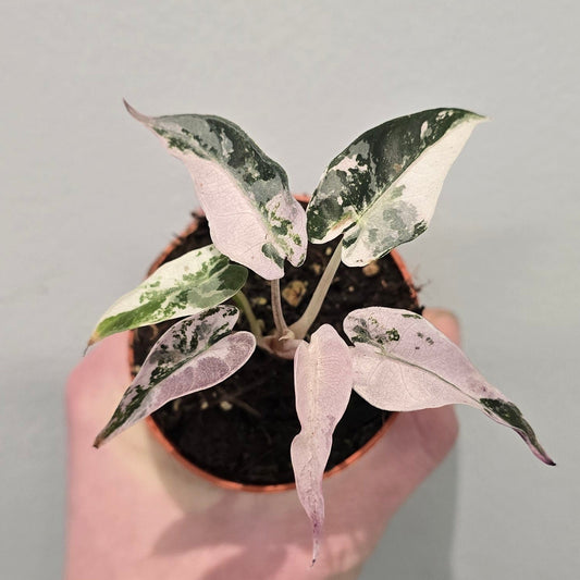 Alocasia Bambino Pink Variegated