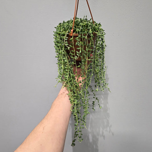 Hanging Senecio - String Of Tears