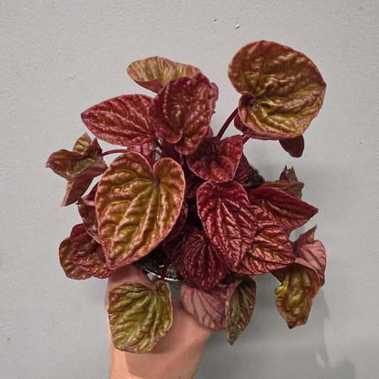 Peperomia Caperata Quito