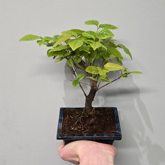 Mixed Bonsai – Ceramic Pots