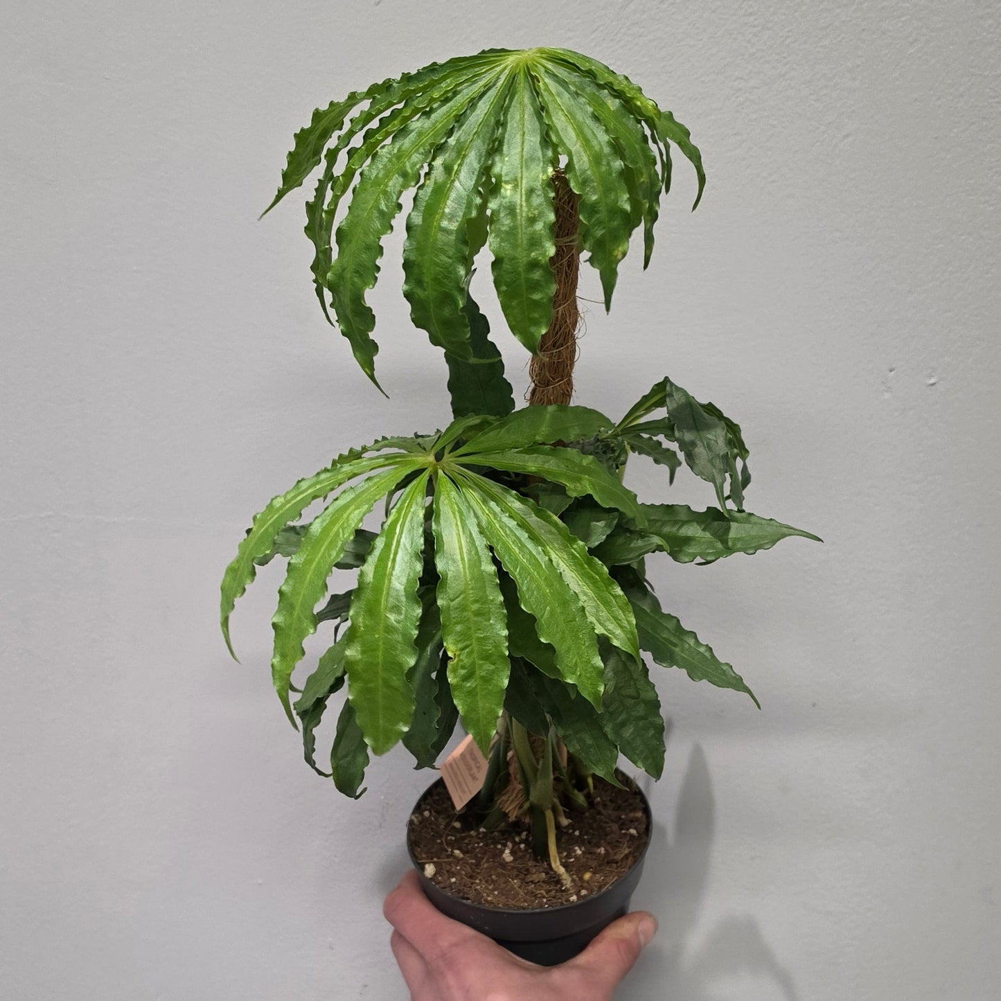 Anthurium Polyschistum