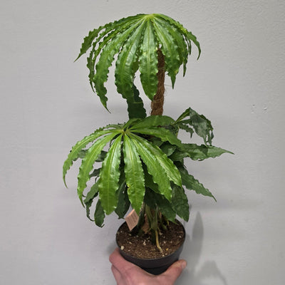 Anthurium Polyschistum