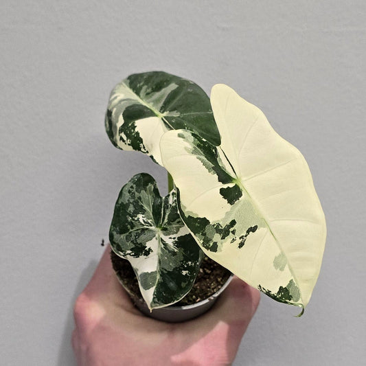 Mini Alocasia Frydek Variegated