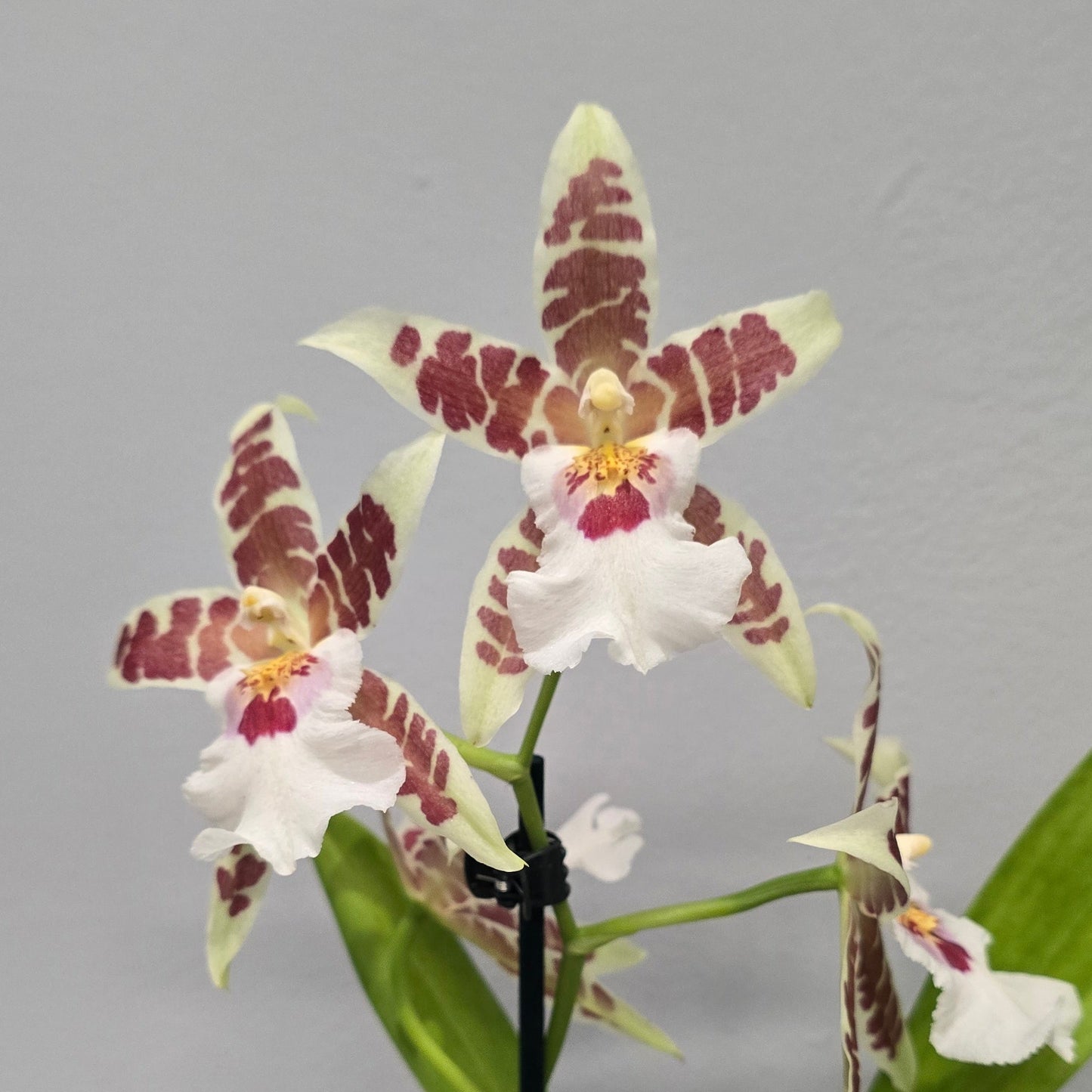 Scented Cambria Orchids