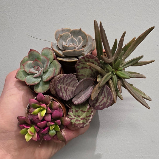 Tiny - Echeveria "Mixed"