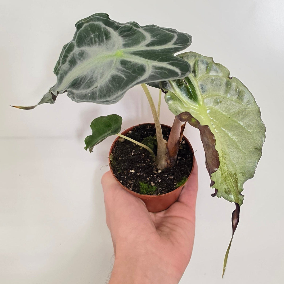 Alocasia Venom