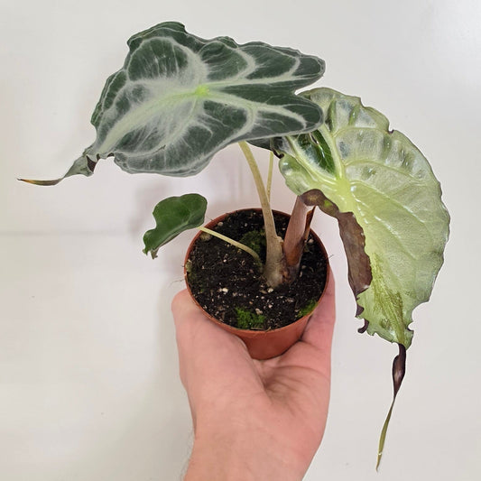 Alocasia Venom