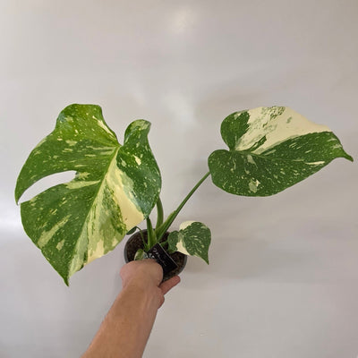 Monstera Thai Constellation "12cm Pot"