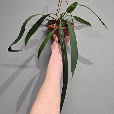 Hanging Anthurium Vittarifolium