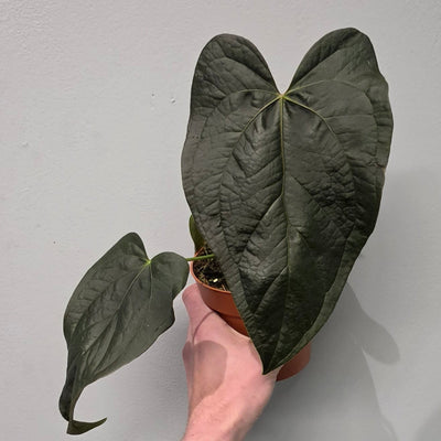 Anthurium Queen of Hearts