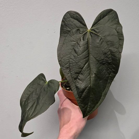 Anthurium Queen of Hearts