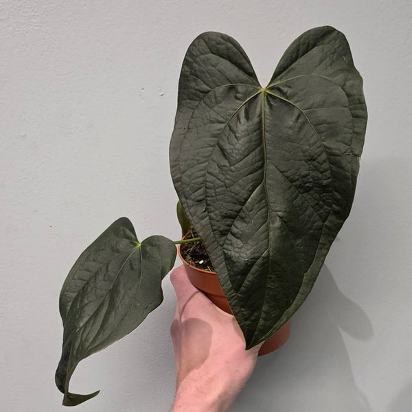 Anthurium Queen of Hearts