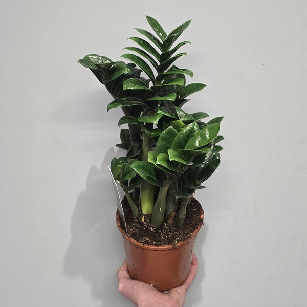 Zamioculcas Zenzi