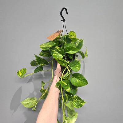Hanging - Epipremnum Hawaiian