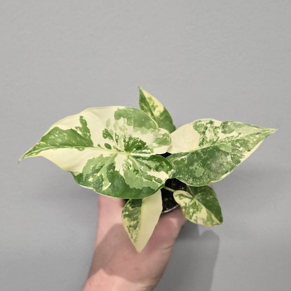 Mini Alocasia Gageana Albo Variegated - Pick Date 20th