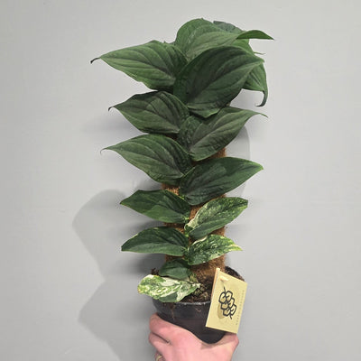 Rhaphidophora Korthalsii