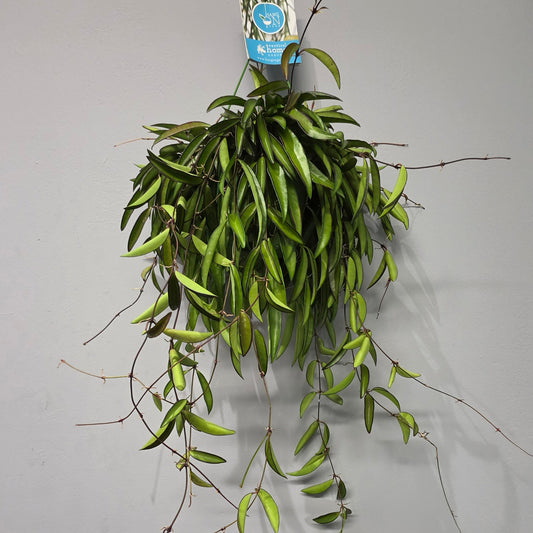 Hanging Hoya Wayetii