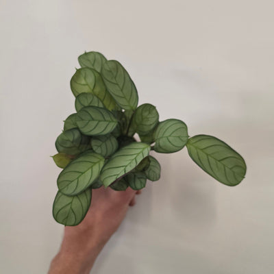 Mini - Ctenanthe Burle Marxii Amagris