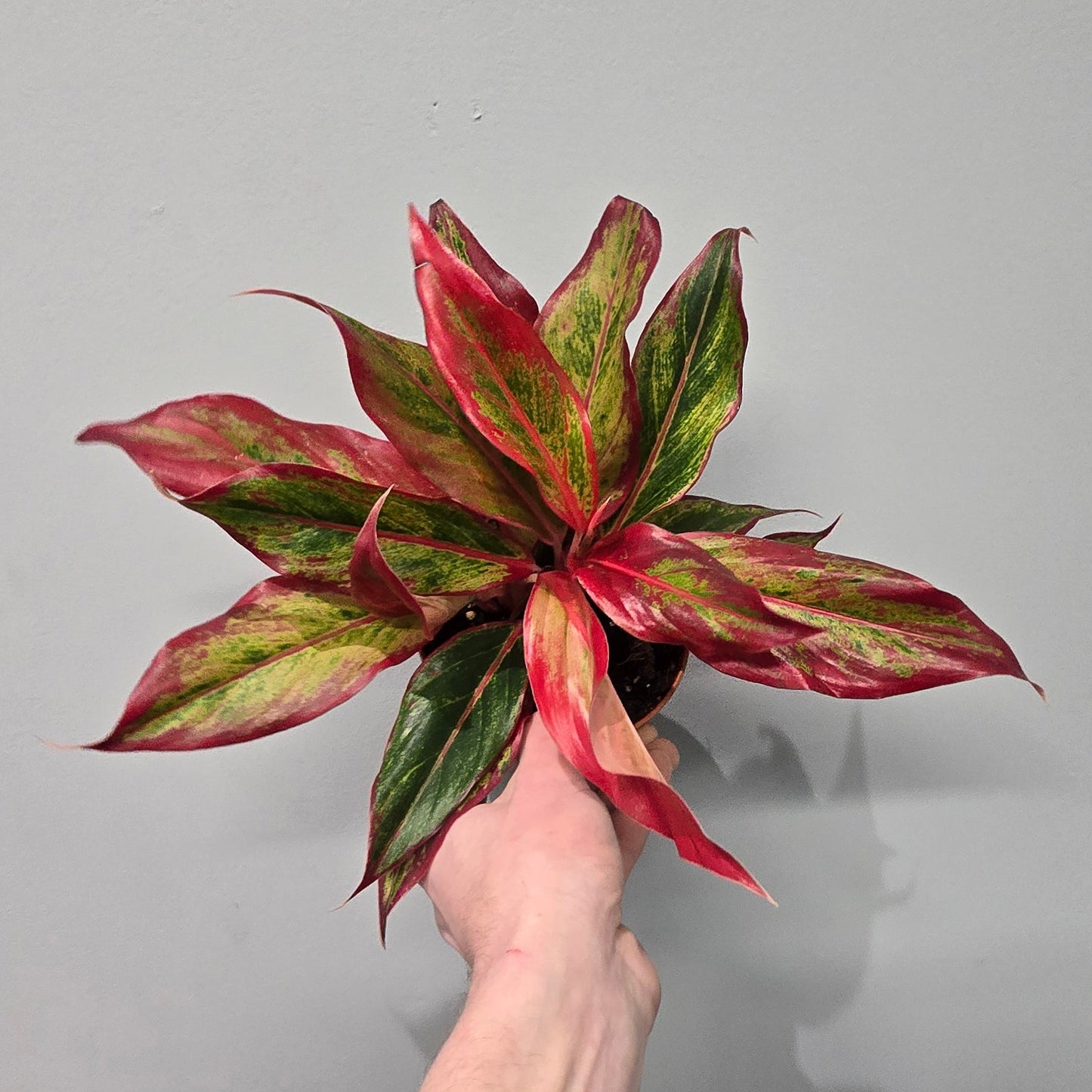 Aglaonema 'Crete Flame' - Grade B