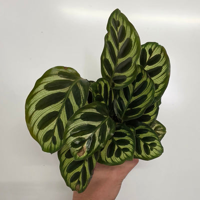 Mini Calathea Peacock