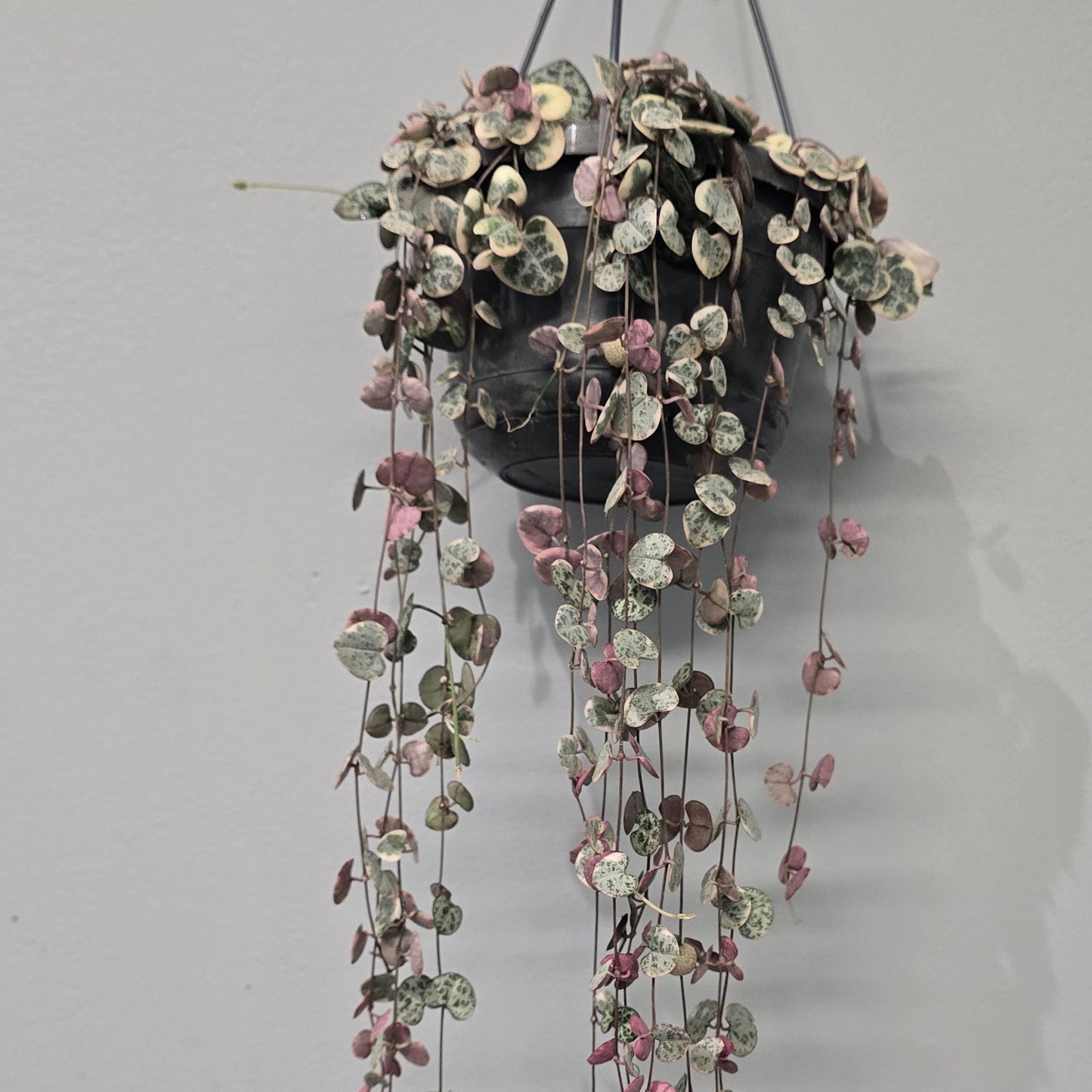 Hanging - Ceropegia Woodii Varigated "String Of Hearts"