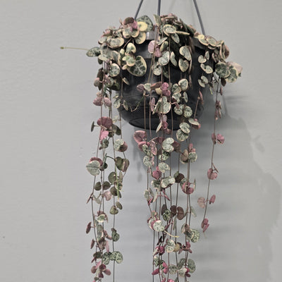Hanging - Ceropegia Woodii Varigated "String Of Hearts"