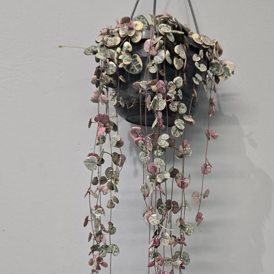 Hanging - Ceropegia Woodii Varigated "String Of Hearts"