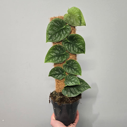Monstera Dubia