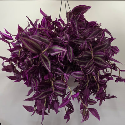 Hanging Tradescantia 'Pink Paradise'