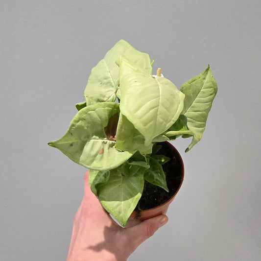 Syngonium Splash