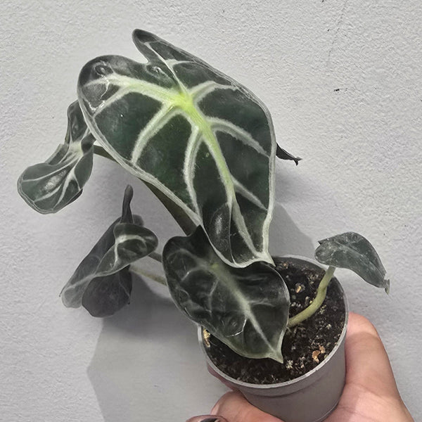 Mini Alocasia 'Heart Balloon'