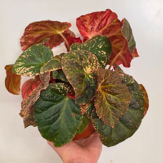 Begonia Leaf 'Midnight Sun'