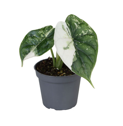 Alocasia Dragon Scale Albo  - Pick Date 2nd May