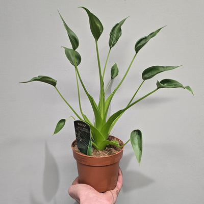 Alocasia Tiny Dancers