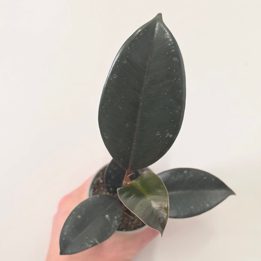 Mini Ficus Elastica Burgundy