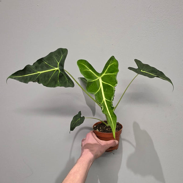 Alocasia Frydek Tattoo