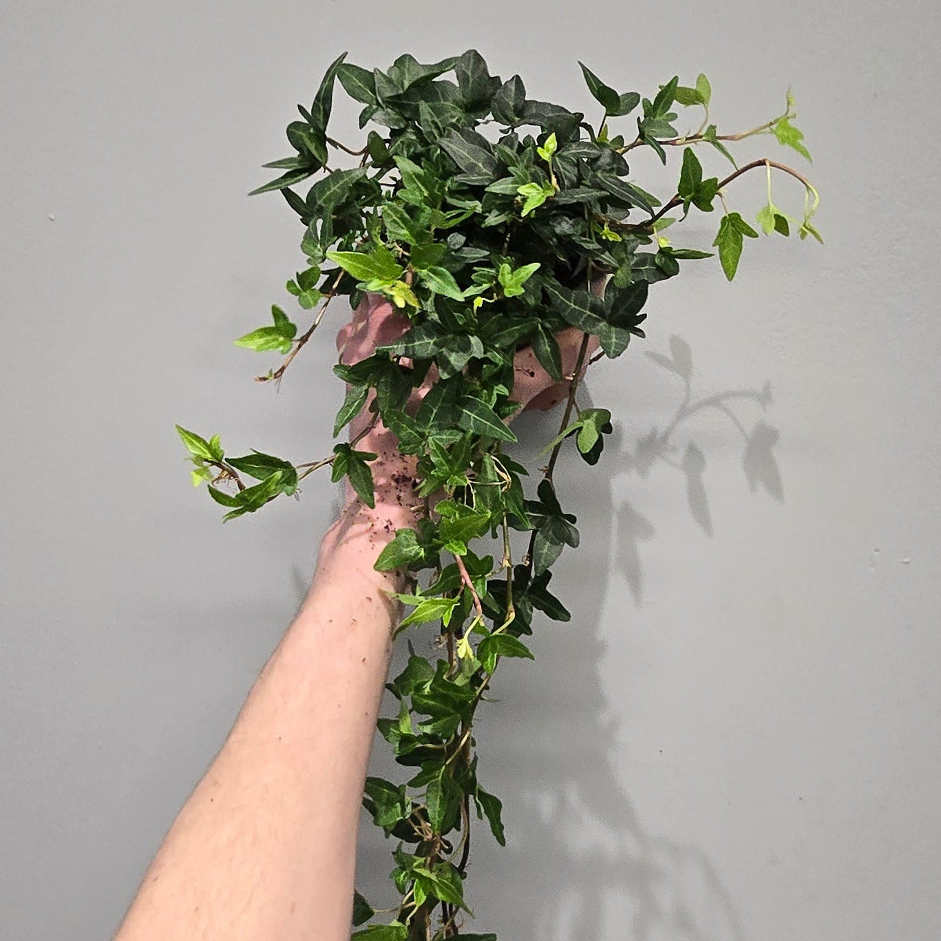 Hedera 'Shamrock' Ivy