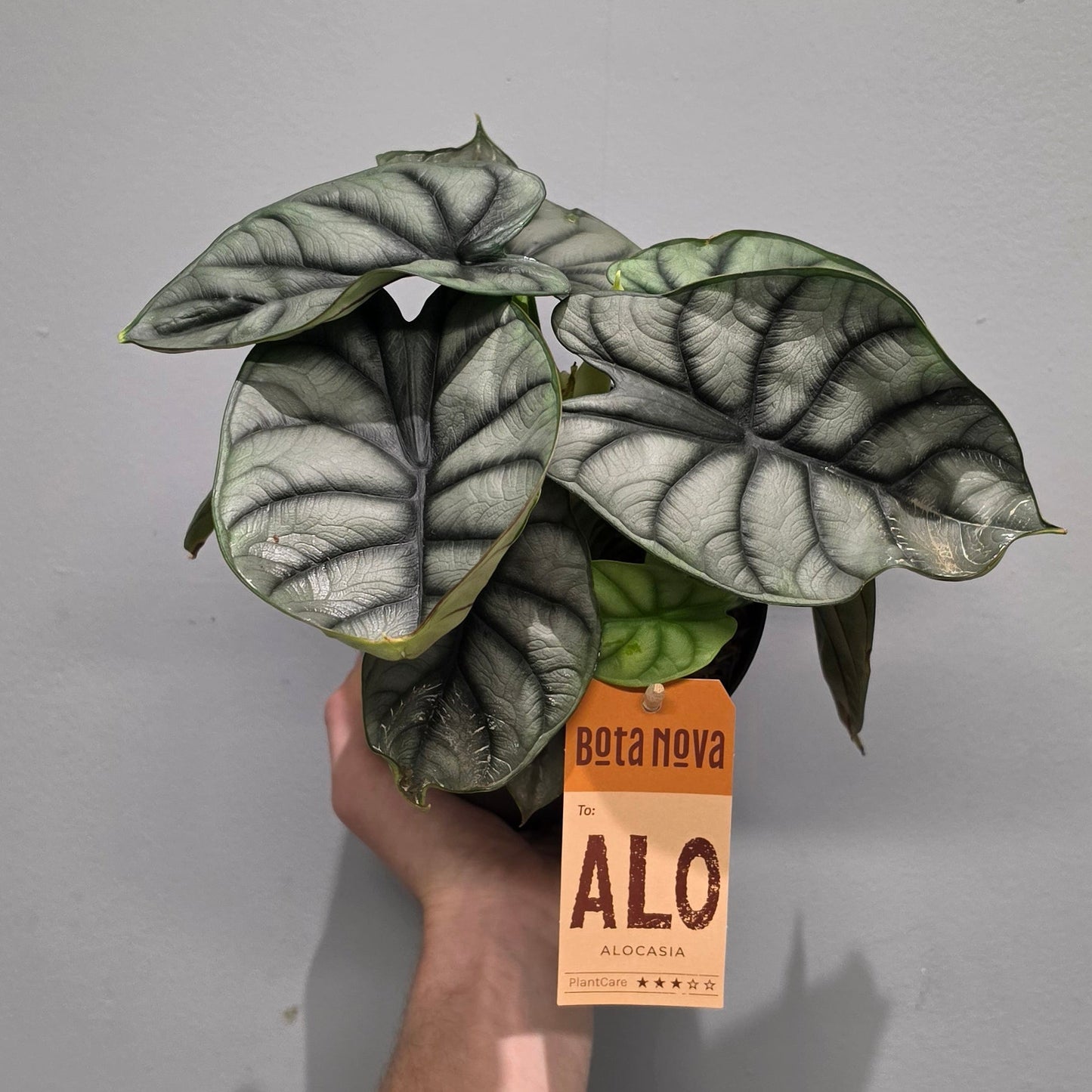 Alocasia Nebula Silver Compacta