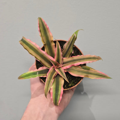 Cryptanthus - Mixed