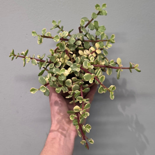 Portulacaria Afra Variegated