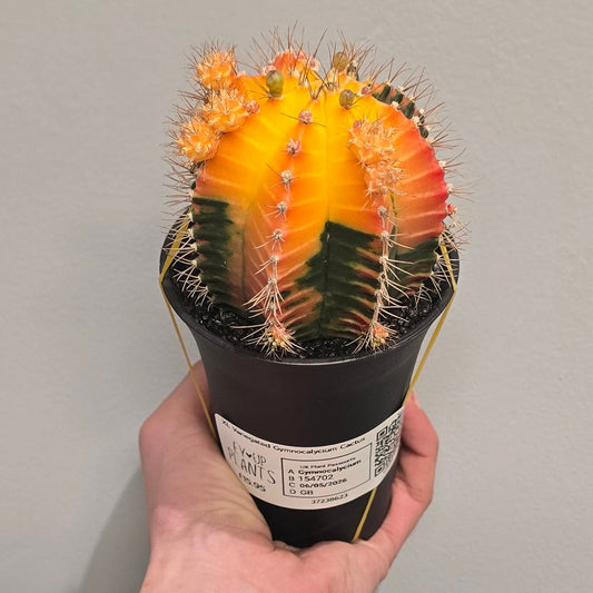 XL Variegated Gymnocalycium Cactus