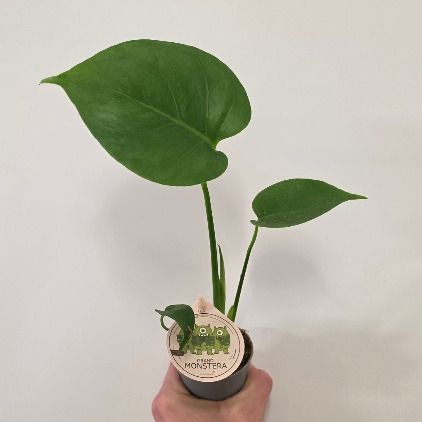 Mini Monstera Deliciosa