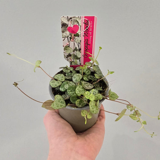 Ceropegia Woodii - String Of Hearts