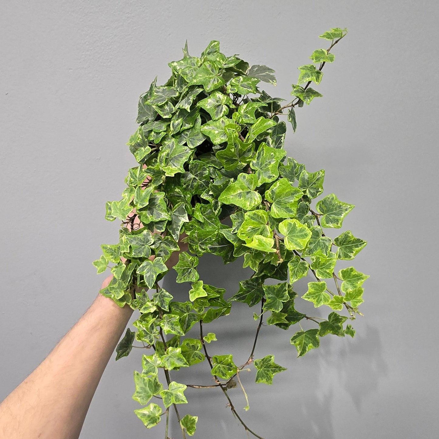 Hedera Mint Kolibri Ivy
