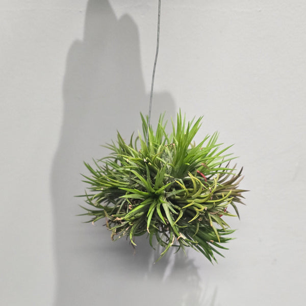 XL Hanging Tillandsia - Ionantha