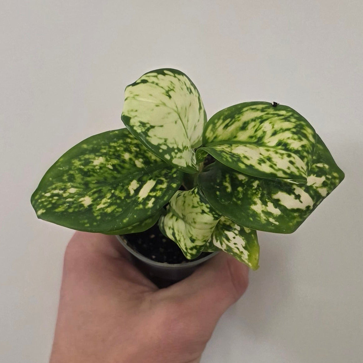 Mini Aglaonema Snow Leopard